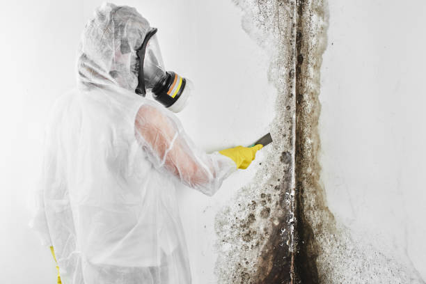 Best Crawl Space Mold Removal  in New Britain, CT