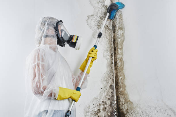Best Mold Damage Repair  in New Britain, CT