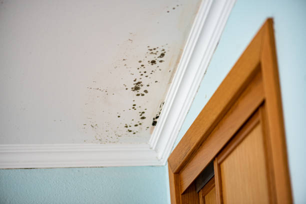 Best Black Mold Removal  in New Britain, CT
