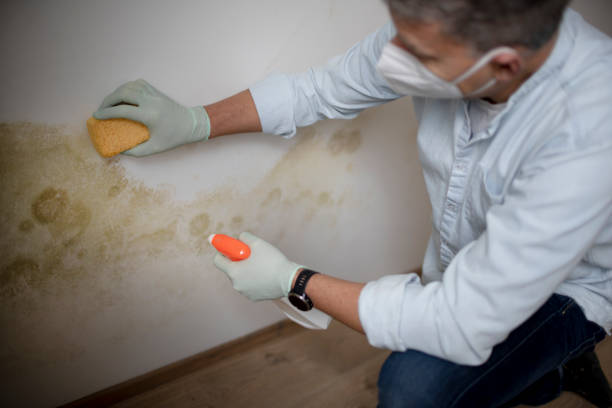 Best Mold Testing  in New Britain, CT