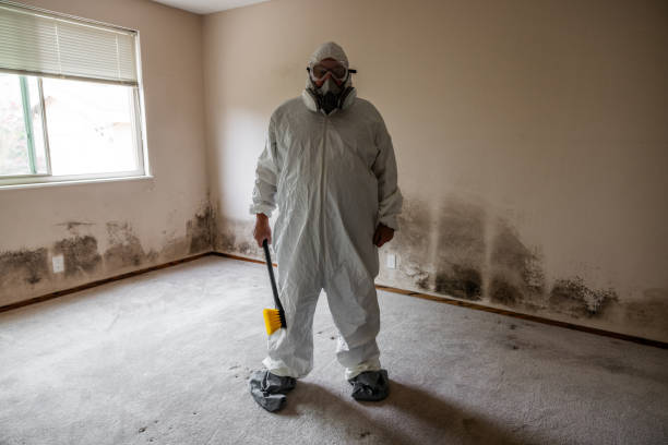 Best Residential Mold Removal  in New Britain, CT