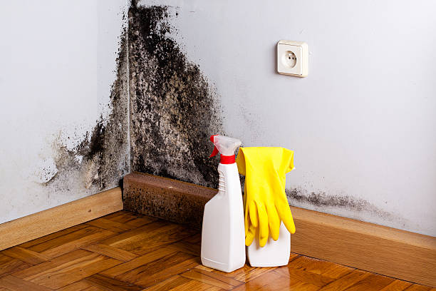 Best Emergency Mold Removal  in New Britain, CT