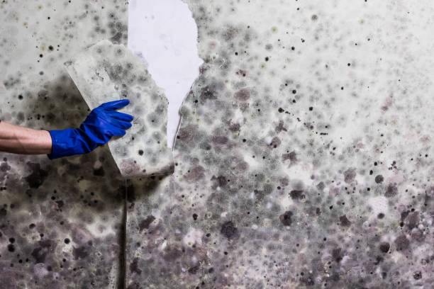 Best Commercial Mold Removal  in New Britain, CT