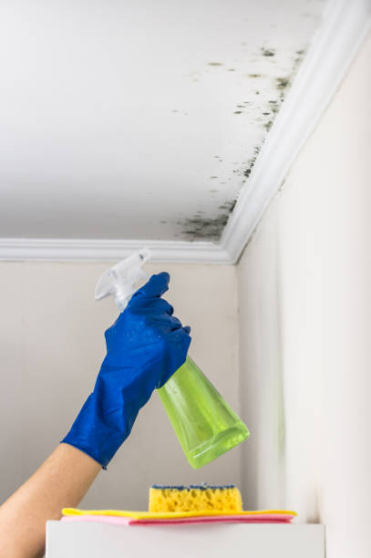 Best Mold Removal Company Near Me  in New Britain, CT