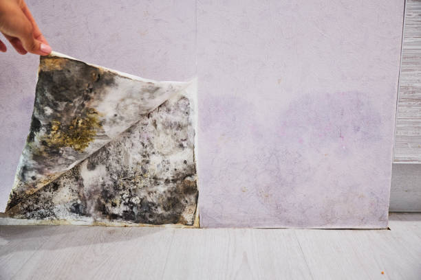 Best Attic Mold Removal  in New Britain, CT